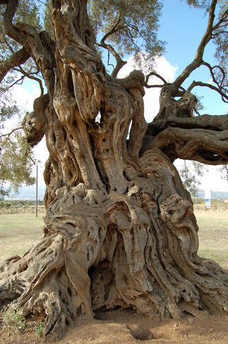 Battaglia Villamassargia